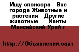 Ищу спонсора - Все города Животные и растения » Другие животные   . Ханты-Мансийский,Урай г.